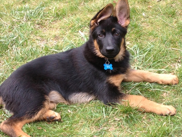 犬に迷子札が必要な理由とは?
