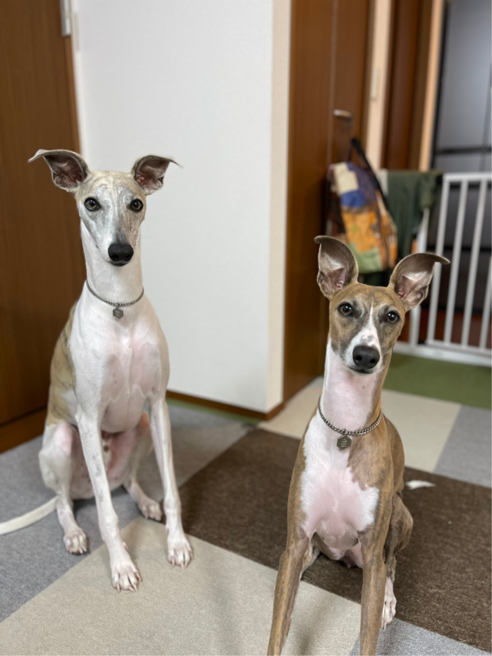 大切な愛犬に軽くて丈夫なチタン製迷子札を