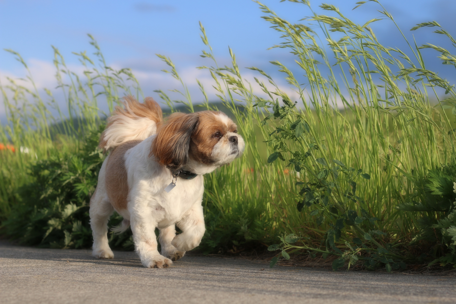 犬が脱走する理由とは?