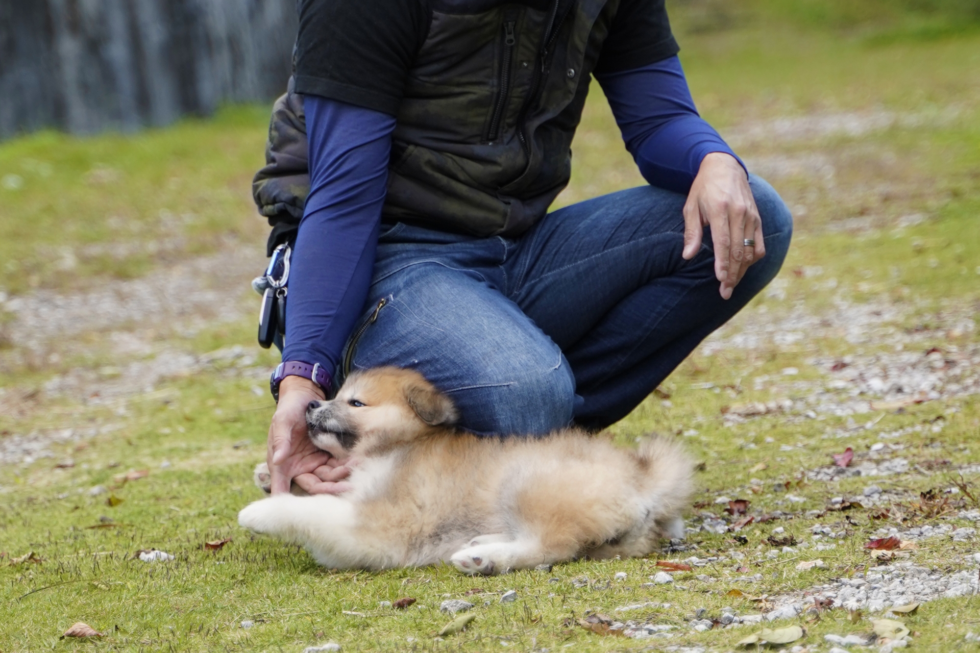 愛犬が脱走したらどうすればいい?安全に保護する方法