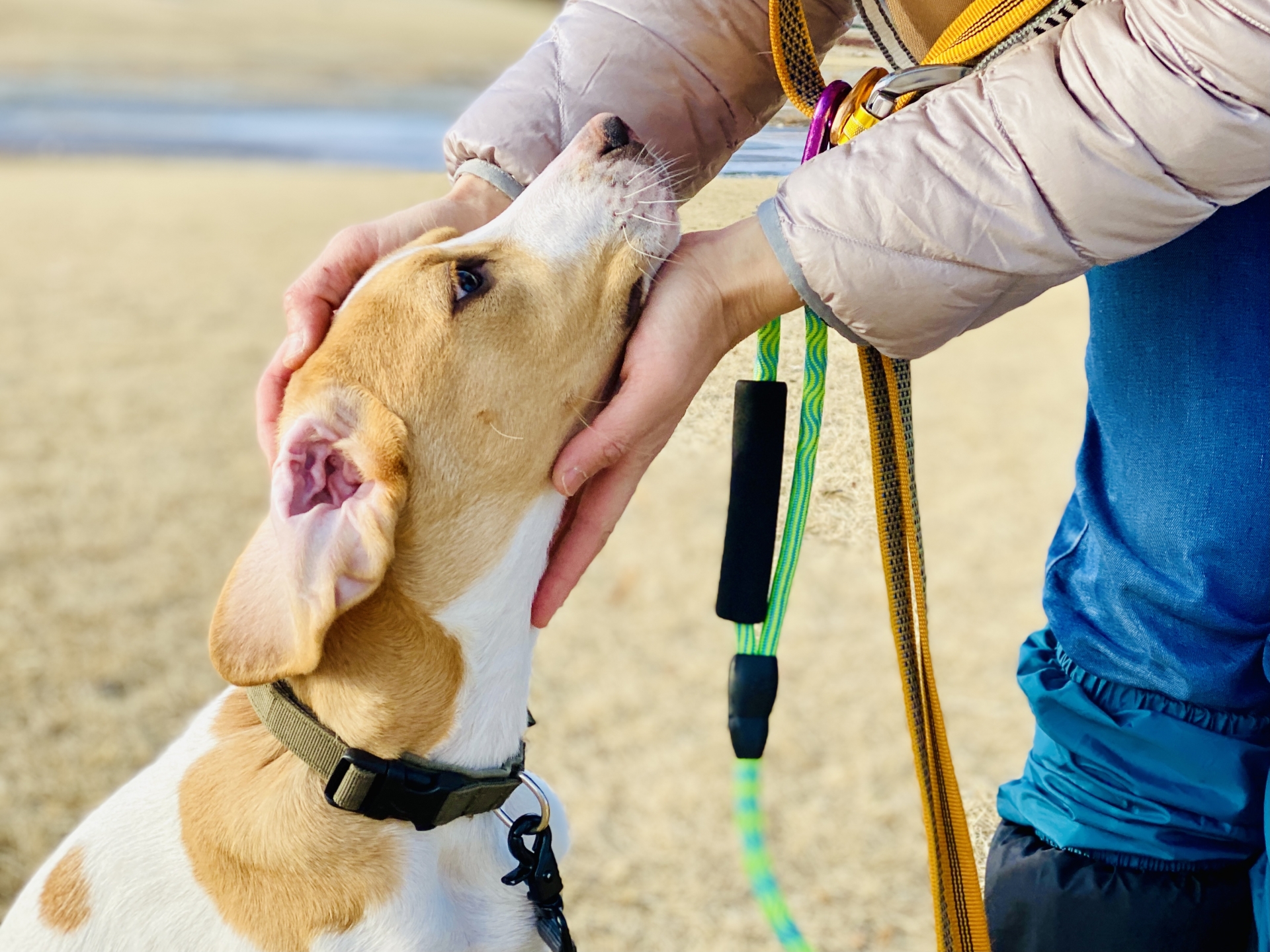 愛犬が脱走して迷子になるのを未然に防ぐ方法
